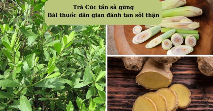 trà cúc tần