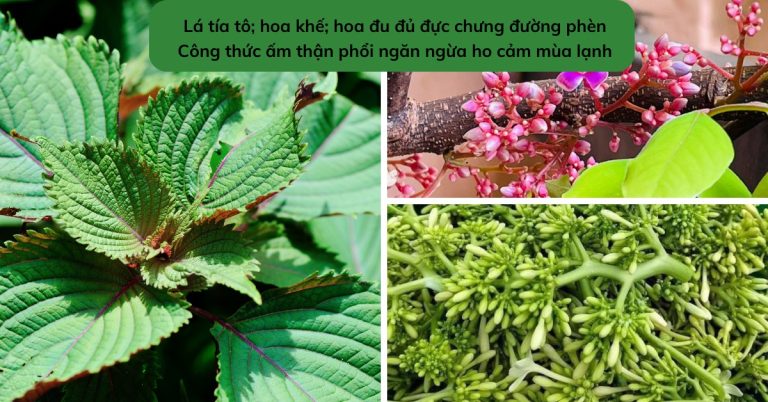 Công thức ấm thận phổi ngăn ngừa ho cảm mùa lạnh