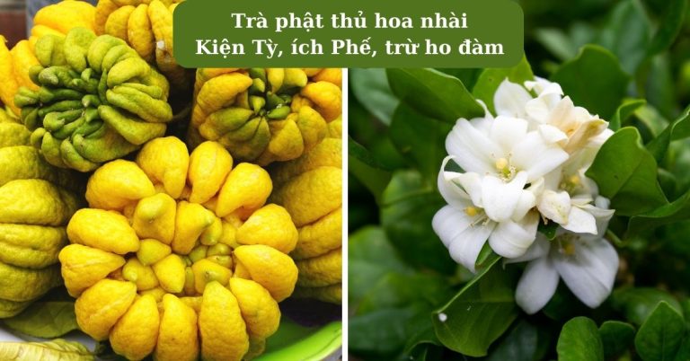 Kiện tỳ, ích Phế, trừ ho đàm