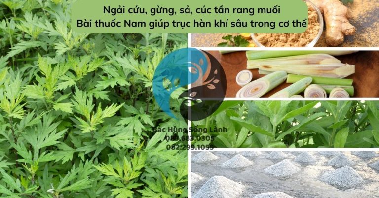 Bài thuốc Nam giúp trục hàn khí sâu trong cơ thể