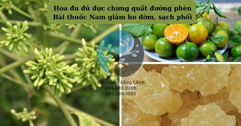 Bài thuốc Nam giảm ho đờm, sạch phổi