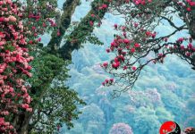 Chia sẻ của chị sau khi sử dụng bộ đôi Ích khí khang và Bổ huyết Plus.