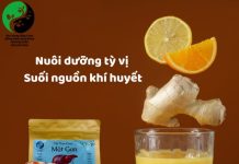 Nuôi dưỡng tỳ vị – suối nguồn khí huyết Tỳ vị